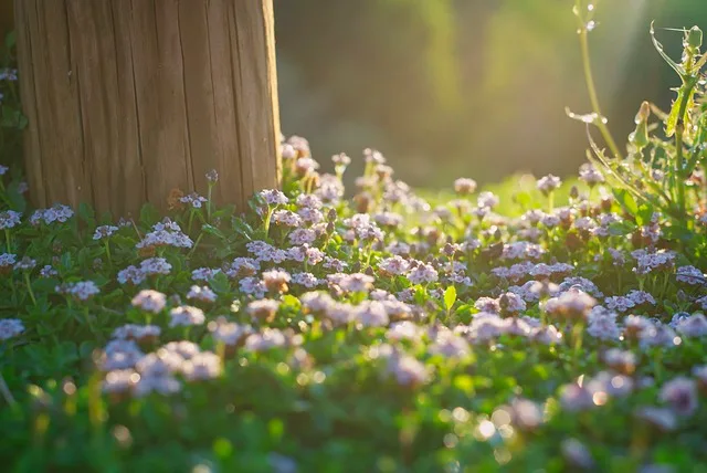 Tendre Tapis de fleurs
